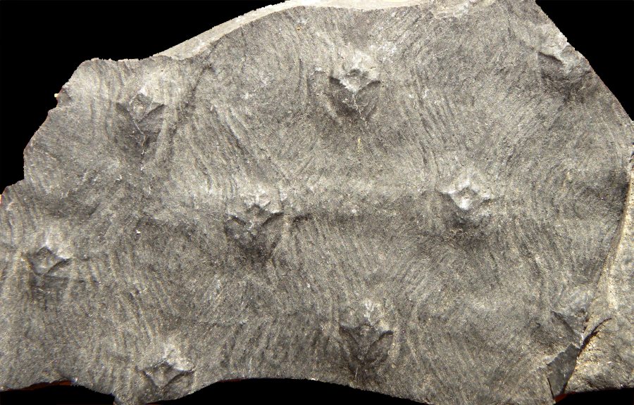 Asolanus